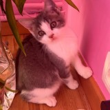 Ma&euml;ra