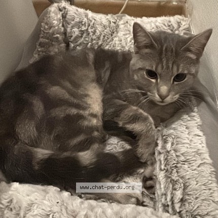 Photo 1/1 Chat trouvé Trouvé à Mont Sur Marchienne