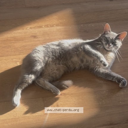 Photo de chat perdu à Coulon