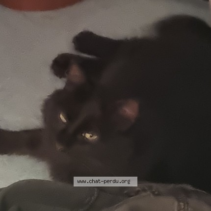 Photo de chat perdu à Bruz