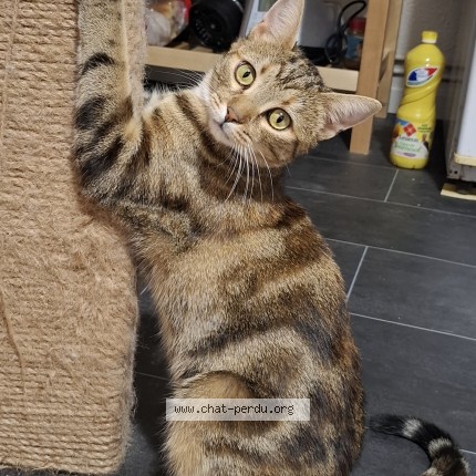 Photo de chat perdu à Chateau Renault
