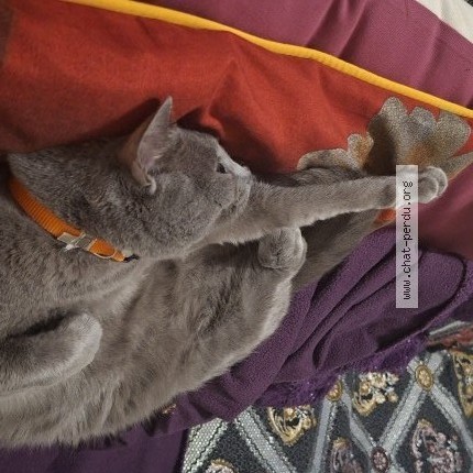 Photo de chat perdu à Gagny