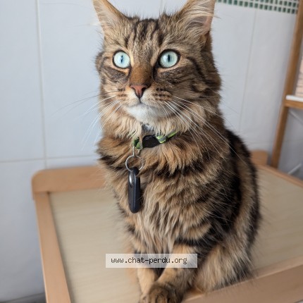 Photo 1/1 Chat retrouvé Perdu à Villepinte