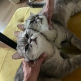 Wilson