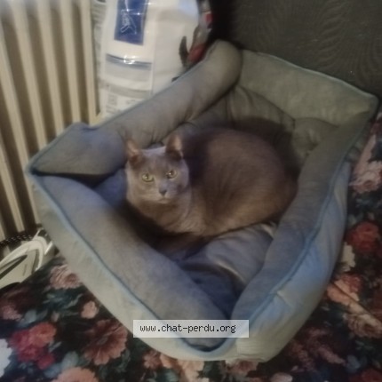 Photo de chat perdu à Gagny