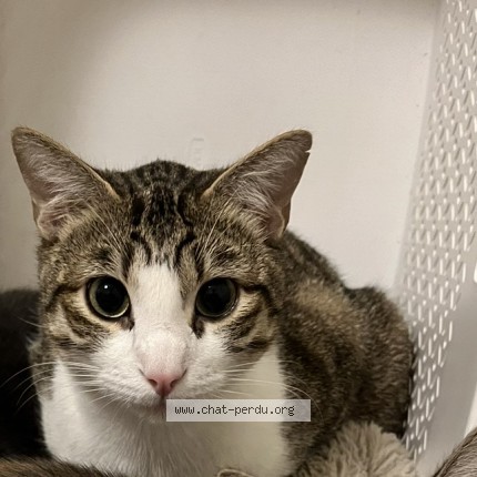 Photo de chat perdu à Villeurbanne