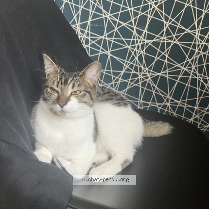 Photo de chat perdu à Aignerville