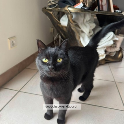 Photo de chat perdu à Sabran