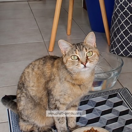 Photo 1/1 Duchesse Chat perdu à Arcachon