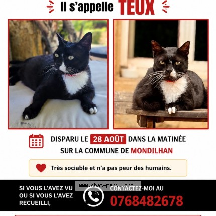Photo de chat perdu à Mondilhan