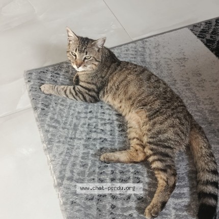 Photo 1/1 Amchich Chat perdu à Thiverval Grignon