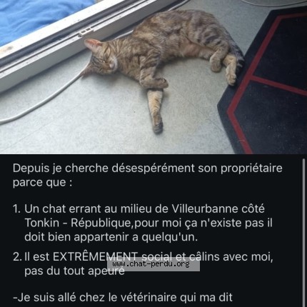 Photo de chat trouvé à Villeurbanne