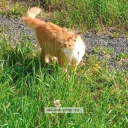 Photo 2/3 Chat trouvé Trouvé à Vermand
