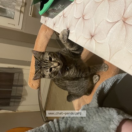 Photo de chat perdu à Saint Fulgent