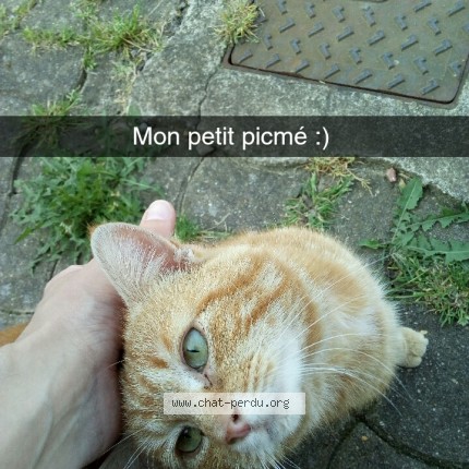 Photo 1/2 Mouchette Chat perdu à Montigny En Ostrevent