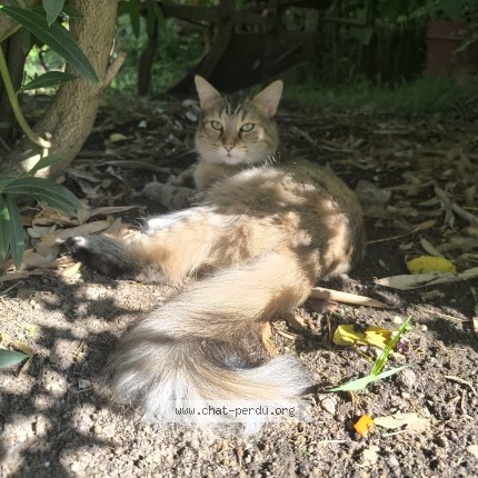 Photo 1/1 Chat retrouvé Perdu à Reynies
