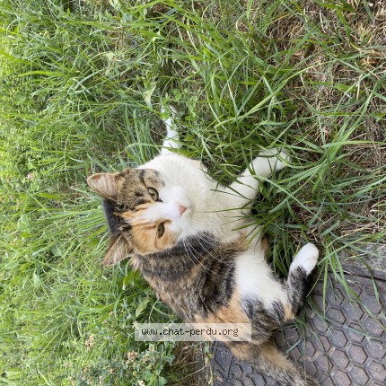 Photo 1/1 Chat trouvé Trouvé à Renens