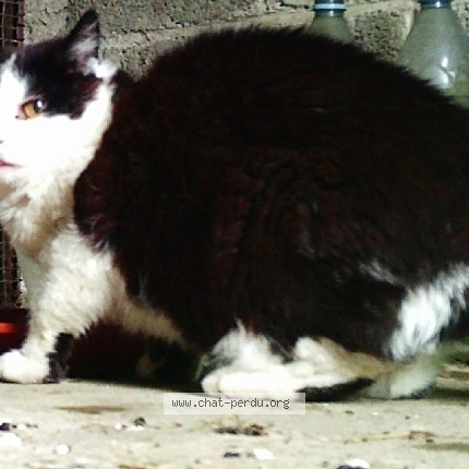 Photo de chat perdu à Rennes