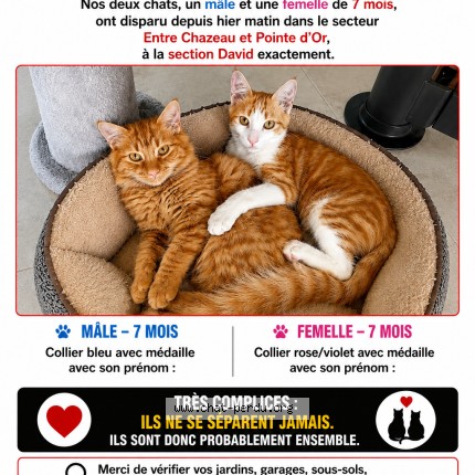 Photo 1/1 Leeloo Chat perdu à Les Abymes