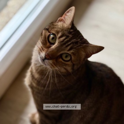 Photo de chat perdu à Houplines