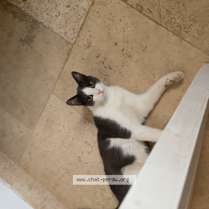 Photo de chat perdu à Draguignan
