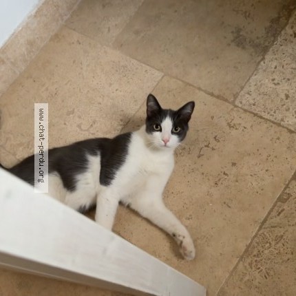 Photo 1/1 zara Chat perdu à Draguignan