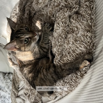 Photo de chat perdu à Bruz