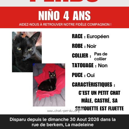 Photo 1/1 Chat retrouvé Perdu à La Madeleine Nord Hauts De Fra