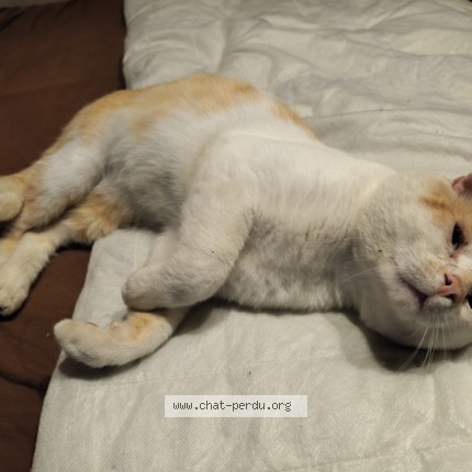 Photo de chat perdu à Mousteru
