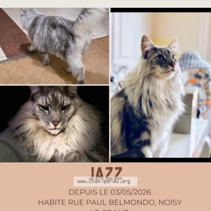 Photo 1/1 Jazz Chat perdu à Noisy Le Grand