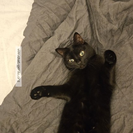 Photo 1/1 minouchka Chat perdu à Aubervilliers