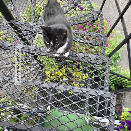 Photo de chat trouvé à Montreal
