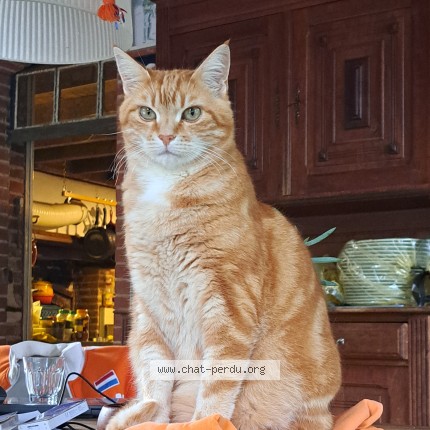 Photo 1/1 Papi Chat perdu à Le Breuil