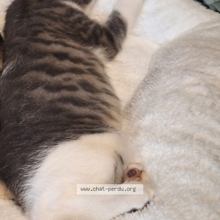 Photo de chat perdu à Challans