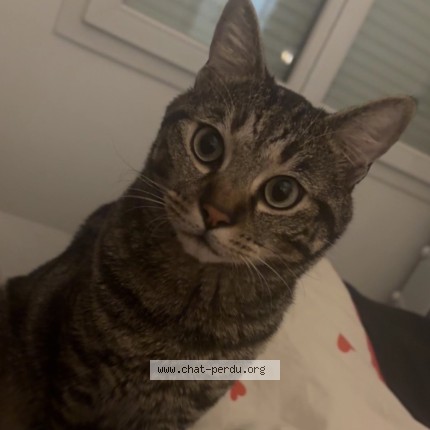 Photo de chat perdu à Boissy St Leger