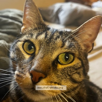 Photo de chat perdu à Draguignan