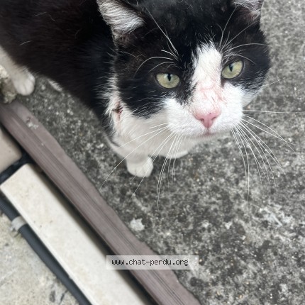Photo 1/1 Pô Chat perdu à Livry Gargan