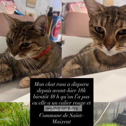 Photo 1/1 Rosa Chat perdu à Saint Maixant