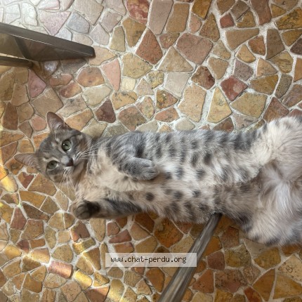 Photo de chat perdu à Saint Junien