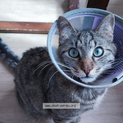 Photo de chat perdu à Noyal Chatillon