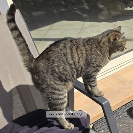 Photo 1/1 Kayanka Chat perdu à Lalbenque