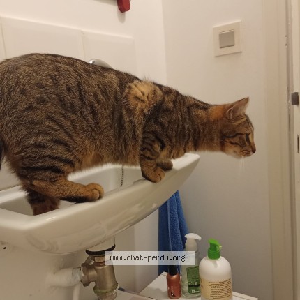 Photo de chat perdu à Merville