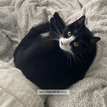 Photo de chat perdu à Mont Saint Guibert