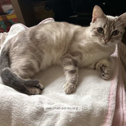 Photo de chat perdu à Dozule