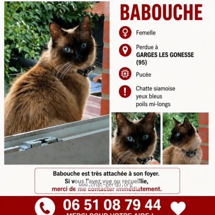 Photo 1/1 Babouche Chat perdu à Garges Les Gonesse