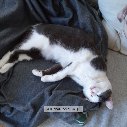 Photo de chat perdu à Vincennes
