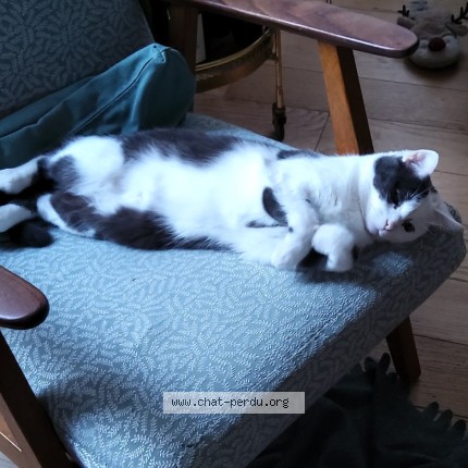 Photo 2/3 Pâquerette Chat perdu à Vincennes