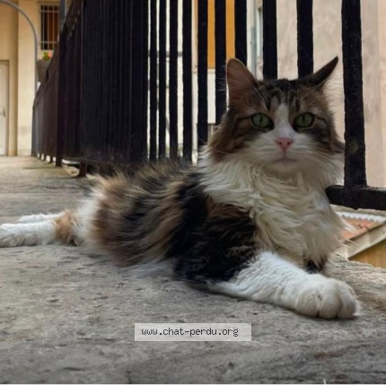 Photo de chat perdu à Lyon