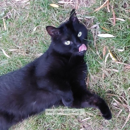 Photo de chat perdu à Tours