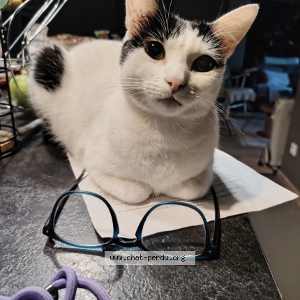 Photo de chat perdu à Pau